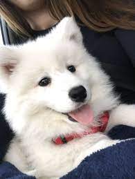 10 Weeks Samoyed Puppy Samoyed Dogs Dog Emoji