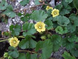 Image result for Merremia