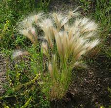 Calamagrostis Brachytricha Foxtail Grass One Of The Few Flowering Grasses That Is Happy In The Shade Tawny Pink Infl Backyard Garden And Yard Foxtail Grass