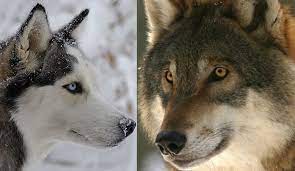 If You Think That Arctic Huskies Have A Bit Of Wolf In Them You Re Right Siberian Huskies And Greenland Slad Dogs Ratain Dn Husky Animal Companions Best Dogs