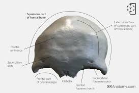 Image result for Frontal Bone