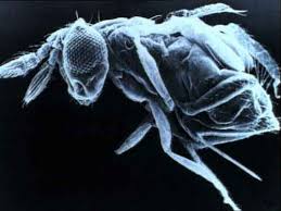 Image result for Habenaria pasmithii