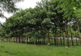 Image result for Acacia mangium