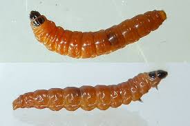 Image result for Exoteleia dodecella