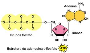 Atp captures chemical energy obtained from the breakdown of food molecules and releases it to fuel other cellular processes. Atp Molekul Ihe á» Bá»¥ Njirimara á»rá»¥ Na Mkpa Akwá»¥kwá» Ndá»¥ Akwá»¥kwá» Ndá»¥ Green