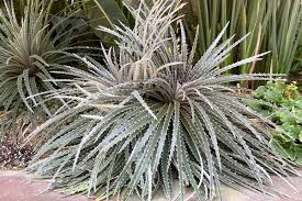 Image result for Dyckia