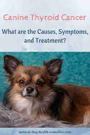 This depends on the size of the mass, spreading of the tumor and radiation and/or chemotherapy follow up. Canine Thyroid Cancer Symptoms And Treatment