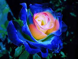 Foxglove seeds from swallowtail garden seeds. Dubu New 50 Seeds Rare Blue Pink Yellow Rose Bush Flower Seeds Professional Pack Buy Online In Bosnia And Herzegovina At Bosnia Desertcart Com Productid 76326898