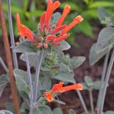 Image result for Dicliptera sericea