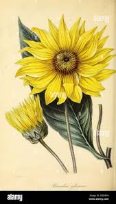 Image result for Pascalia glauca