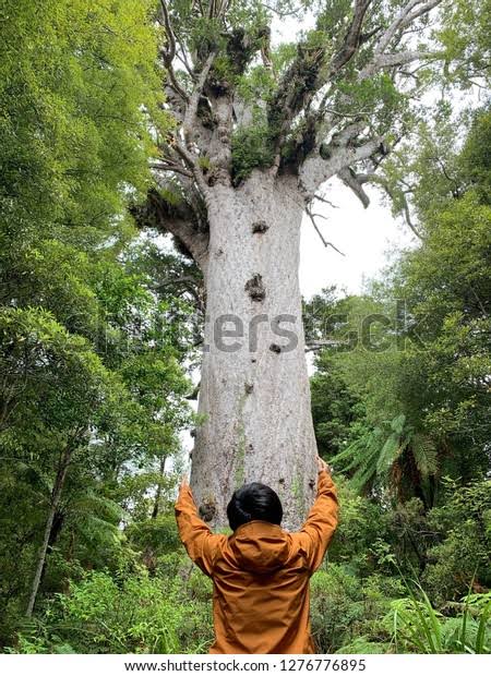 Largest Kauri Tree Waipoua Forest New Stock Photo 1276776895 | Shutterstock