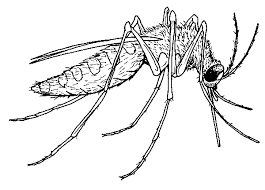 Mosquitofish and guppies eat mosquito larvae before they. Mosquito Coloring Page Animals Town Animal Color Sheets Mosquito Picture