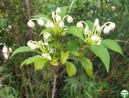 Image result for Clerodendrum incisum