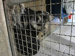 Er ist nicht mehr vermittelbar. Tierschutzverein Herne Wanne E V Tierschutz 44651 Herne Rohlinghausen Offnungszeiten Adresse Telefon