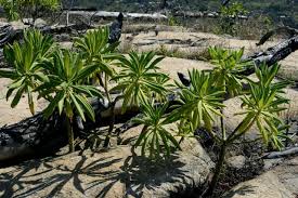 Image result for Solanecio cydoniifolius