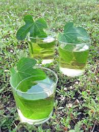 Cuisine Bio Vegetale Ecologie Du Quotidien Green Me Up Cuisine Bio Vegetale Ecologie Du Quotidien Figuier Plantes Comestibles Cuisine Sauvage