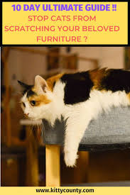 10 Day Step By Step Guide To Stop Your Cats Scratching Your Furniture Cat Training Cat Scratching Furniture Cats