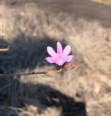 Image result for Polystachya dendrobiiflora