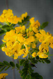 Image result for Senna bicapsularis