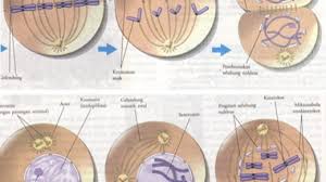 Pembelahan Sel Amitosis Mitosis Dan Meiosis Dosenbiologi Com