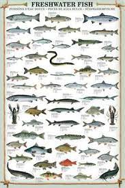 Freshwater Fish 53 Species Wall Chart Poster Eurographics Freshwater Fish Fish Chart Fish Art
