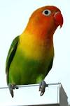 http://peternakan-burung-berkicau.blogspot.com/2013/11/love-bird.html