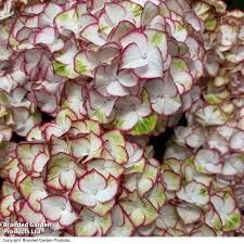 Image result for Mostuea microphylla