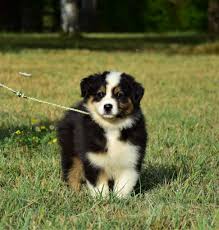 Le berger australien est une race de chiens appartenant à la famille des bergers. Chiot Elevage Of Piek Shawi Eleveur De Chien Berger Australien Spitz Epagneul Nain Continental Papilon