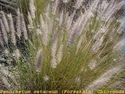 Image result for Cenchrus setaceus