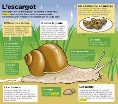 Epingle Par Ecole A La Maison Ressource Sur Culture Generale Escargot L Education Francaise Science
