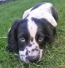 Black And White Spaniel Mix Image Result For Black And White Springador Pups