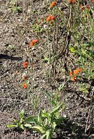 Image result for Emilia violacea