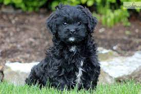 Small, hypoallergenic and cuddly companions, these pups inherited some of the best when looking for a puppy, it is important that you find a breeder that's avoided breeding dogs with this characteristic. Shih Poo Shihpoo Puppies For Sale From Reputable Dog Breeders