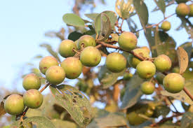 Image result for Ziziphus mauritiana