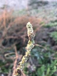 Image result for Chenolea