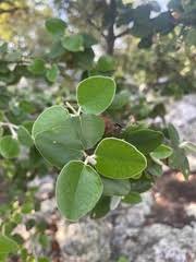 Image result for Androstachys