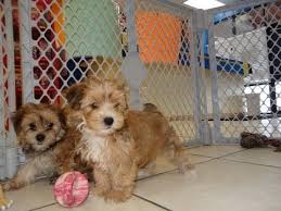 Check spelling or type a new query. Morkie Puppies For Sale Craigslist 07 2021