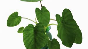 Las plantas denominadas orejas de elefante son plantas para interiores o exteriores con hojas muy grandes en forma de flecha. Como Cuidar Una Planta Oreja De Elefante 4 Consejos Basicos