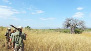 Hunting Tuskless Elephants in Zimbabwe ...