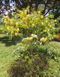 Image result for Gomphocarpus glaucophyllus