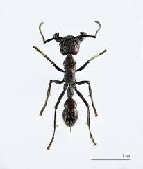 Pin On Insects Things That Look Like Insects