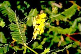 Image result for Sesbania goetzei