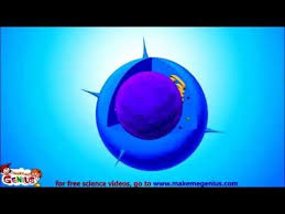 We did not find results for: Kids Videos Kids Science Kids Science Videos Kids Education Videos Animal Cell Structure Science Cells Animal Cell Activity