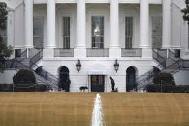 Major biden, a german rescue shepherd belonging to us president joe biden, became the first adopted dog to live in the white house. 7mxqwtz8jcpnum