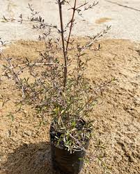 Image result for Coptosperma zygoon