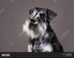 White schnauzers are born white and stay white. Miniature Schnauzer Image Photo Free Trial Bigstock