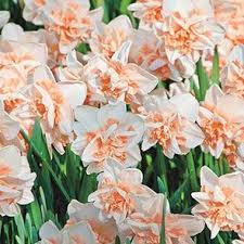 Delnashaugh Daffodil Super Sak Bulk Pink Daffodils Breck S In 2020 Daffodils Daffodil Flower Daffodil Bulbs