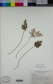 Image result for Lipocarpha nana