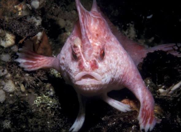 Rare 'walking' fish with hands spotted in Australia