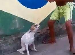 How Was This Not Already Here Brazil Dog Dance Know Your Meme